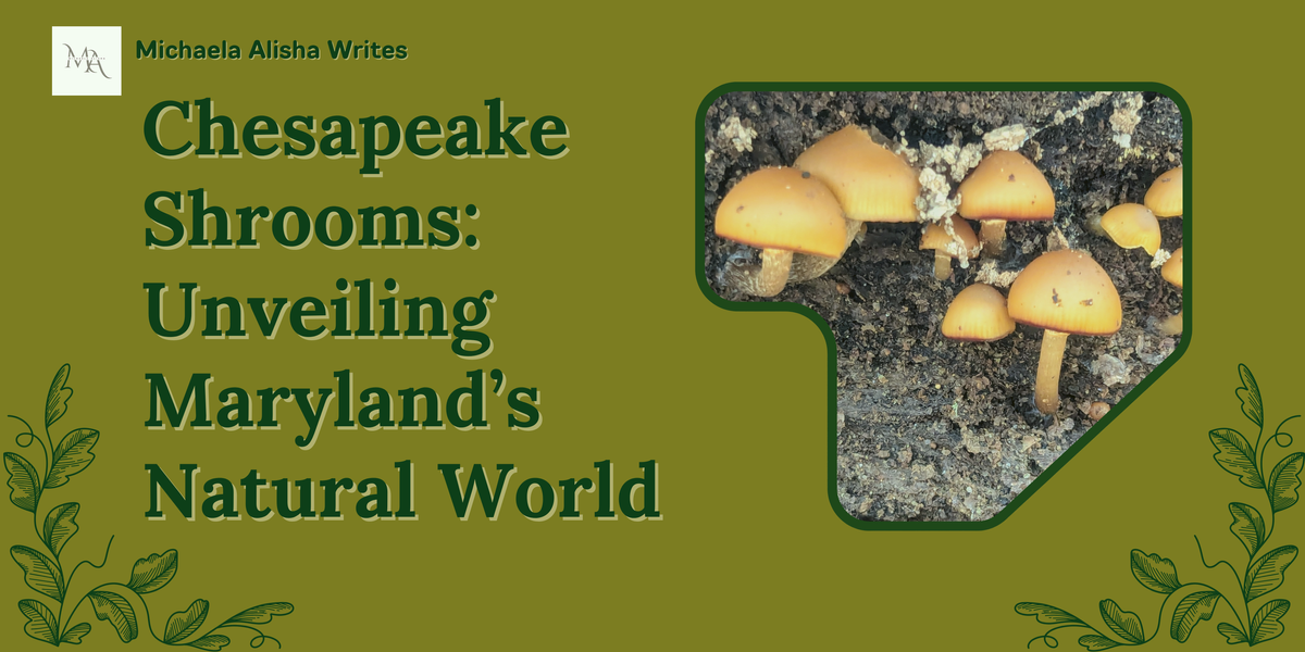 New Series! “Chesapeake Shrooms: Unveiling Maryland’s Natural World”