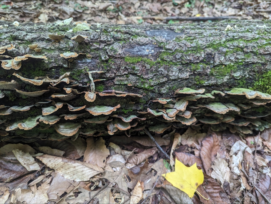 Beyond Beauty: The Science of Turkey Tail Mushrooms